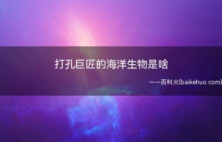 打孔巨匠的海洋生物是啥(打孔巨匠的海洋生物是韦德尔海豹)