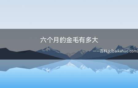 六个月的金毛有多大（六个月金毛体重大概在20）