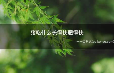 猪吃什么长得快肥得快(猪吃配合饲料长得快、肥得快)