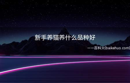 新手养猫养什么品种好(不同品种的猫咪也有着不同的特性)