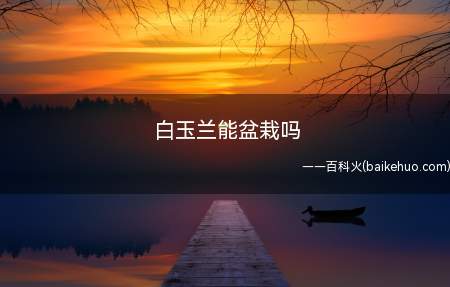 白玉兰是可以盆栽的,只有还没有完全长大的小苗适合盆栽