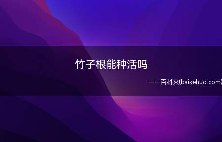 竹子的根是可以种活的,需要挑选健壮、有笋芽的根系进行繁殖