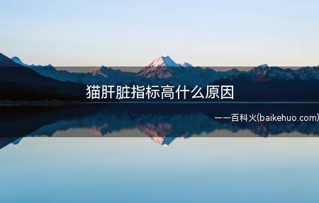 猫肝脏指标高什么原因(猫猫生化检查肝脏指标高可能是肾脏方面出现了问题)