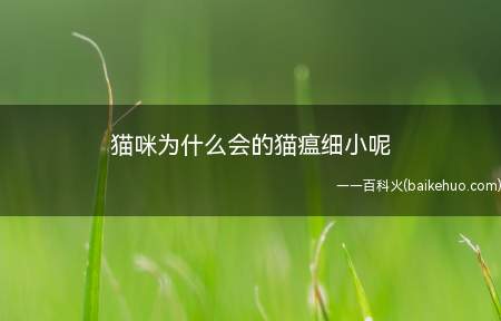 猫咪为什么会的猫瘟细小呢