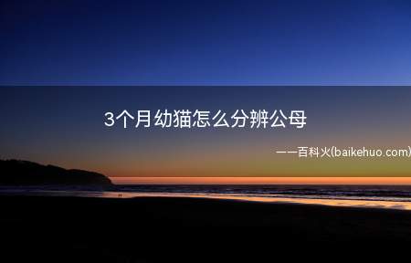 3个月幼猫怎么分辨公母(幼猫可以根据肛门与尿道口之间的距离确定公母,相离近的为母,远)