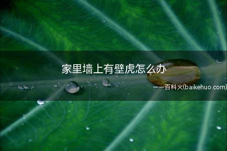家里墙上有壁虎怎么办(壁虎不能靠近,自然在这附近就没有壁虎了)