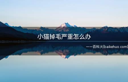 小猫掉毛严重怎么办(小猫掉毛严重时,首先需要考虑猫咪是否患有皮肤病)