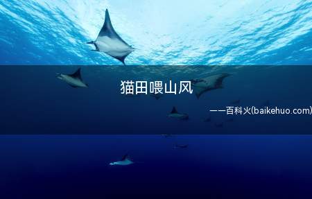 猫田喂山风(猫田喂山风的意思是猫的田地去为喂养了山和风,形容做一些毫无意)