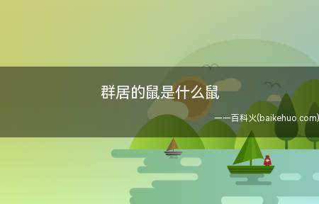 群居的鼠是什么鼠(大部分老鼠是群居动物,小白鼠、大白鼠都是)