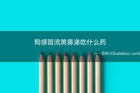 狗感冒流黄鼻涕吃什么药(狗狗出现流黄鼻涕,多考虑肺部感染或犬瘟热等传染病感染)