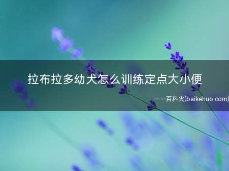 拉布拉多幼犬怎么训练定点大小便（拉布拉多幼犬定点排泄的方法）