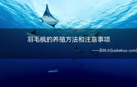 羽毛枫的养殖方法和注意事项(一般常用3)