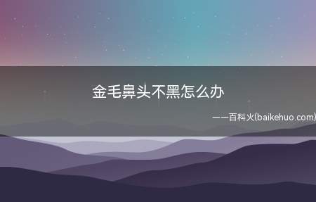 金毛鼻头不黑怎么办(金毛鼻头不黑的原因分析)