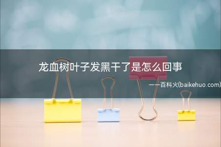 龙血树叶子发黑干了是怎么回事(龙血树叶子发黑干了,可能是养护温度太低了)
