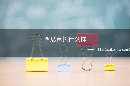 西瓜苗长什么样(西瓜苗茎长5)