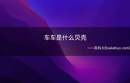 车车是什么贝壳(车车是海洋中最大的双壳贝类,被称为“贝王”)
