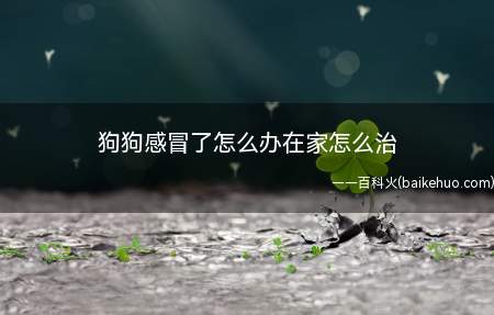 狗狗感冒了怎么办在家怎么治(狗狗感冒了建议及时带到宠物医院检查治疗)