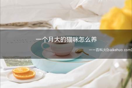 一个月大的猫咪怎么养(一个月大的猫咪需要做好保暖措施)