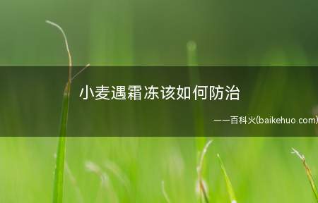 小麦遇霜冻该如何防治(小麦霜冻是在地面层温度骤降到0°C以下,并低于小麦在一定发育)