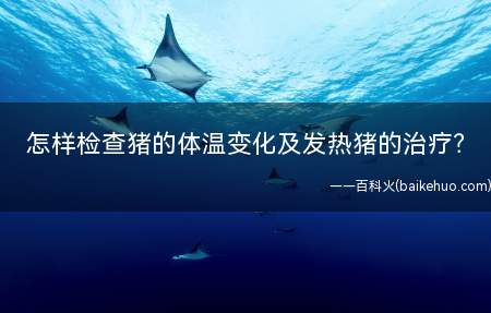 怎样检查猪的体温变化及发热猪的治疗(病猪检测体温是不可缺少的诊断依据)
