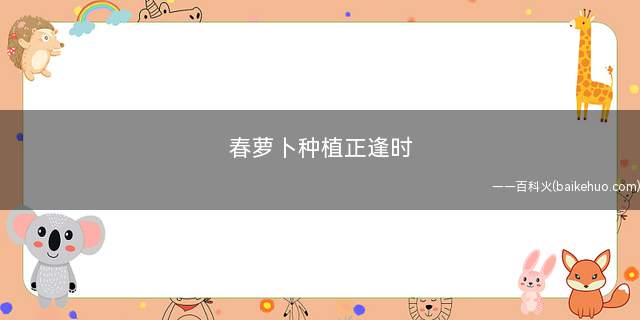 春萝卜种植正逢时