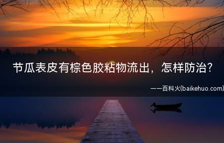 节瓜表皮有棕色胶粘物流出,怎样防治?