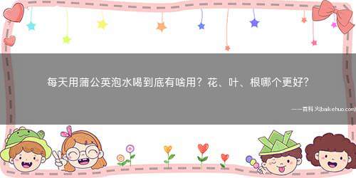 每天用蒲公英泡水喝到底有啥用?花、叶、根哪个更好?