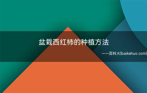 盆栽西红柿的种植方法 阳台种菜美美哒