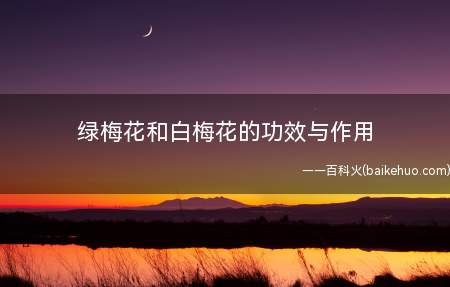 绿梅花和白梅花的功效与作用