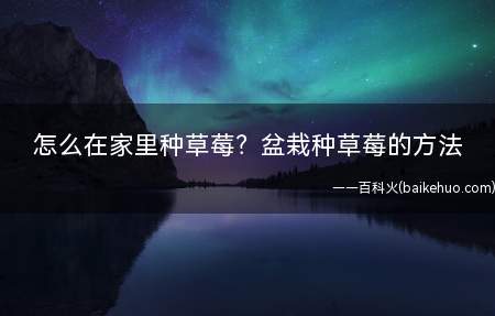 怎么在家里种草莓?盆栽种草莓的方法