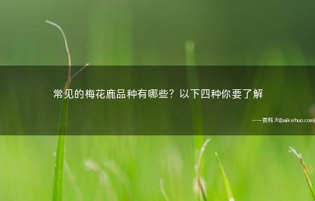常见的梅花鹿品种有哪些?以下四种你要了解