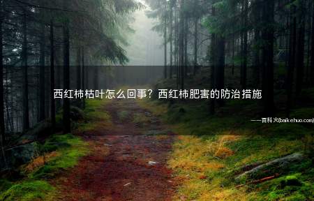 西红柿枯叶怎么回事?西红柿肥害的防治措施