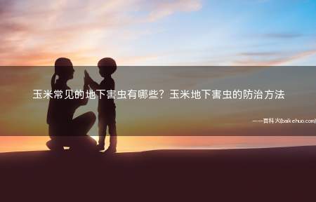 玉米常见的地下害虫有哪些?玉米地下害虫的防治方法