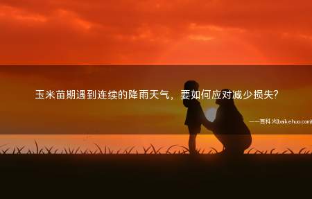 玉米苗期遇到连续的降雨天气,要如何应对减少损失?