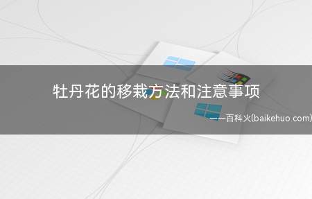牡丹花的移栽方法和注意事项