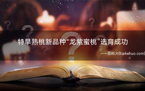 特早熟桃新品种“龙紫蜜桃”选育成功 果大甜度高