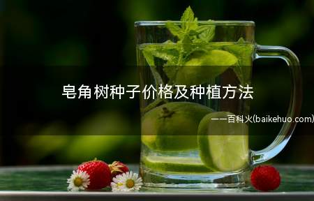 皂角树种子价格及种植方法
