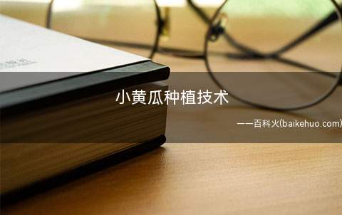 小黄瓜种植技术
