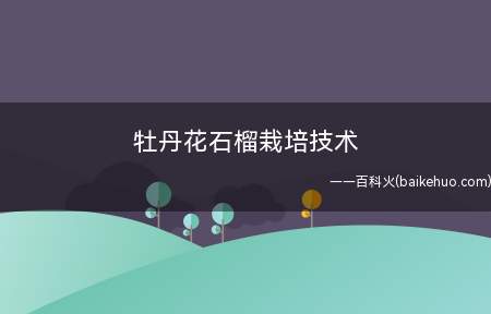 牡丹花石榴栽培技术