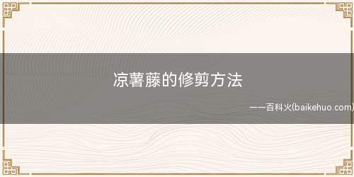 凉薯藤的修剪方法