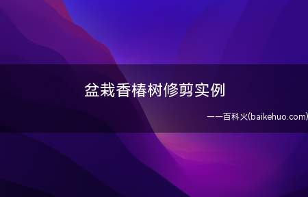盆栽香椿树修剪实例