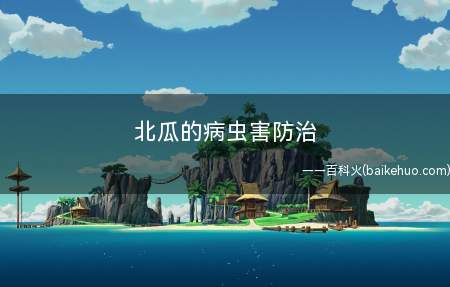 北瓜的病虫害防治