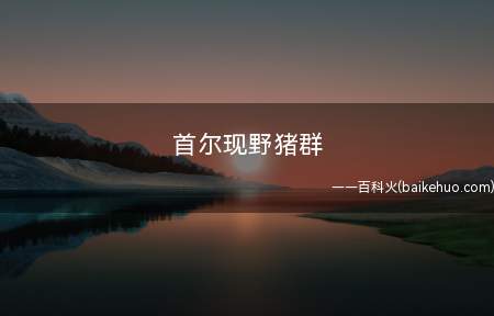 首尔现野猪群 在野外遇到野猪怎么办