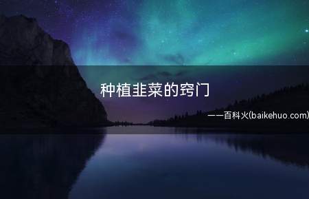 种植韭菜的窍门