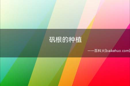 矾根的种植