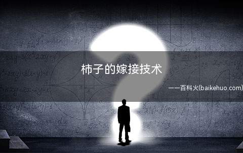 柿子的嫁接技术