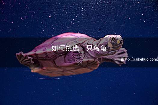 如何挑选一只乌龟