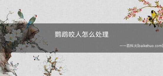 鹦鹉咬人怎么处理