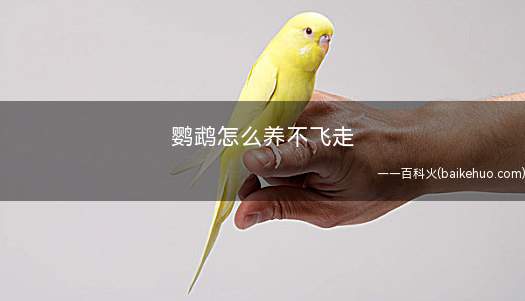 鹦鹉怎么养不飞走
