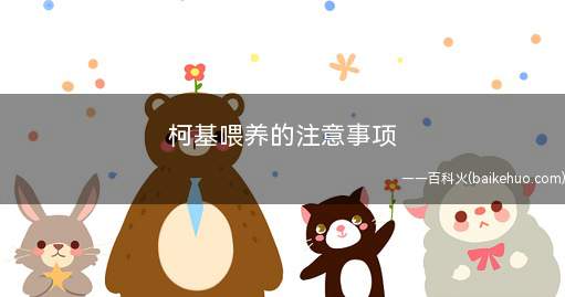 柯基喂养的注意事项